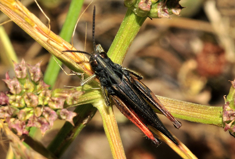 Ortottero dalla Grecia-Omocestus rufipes? Probabilmente, s !